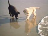 La propreté des chiots !
