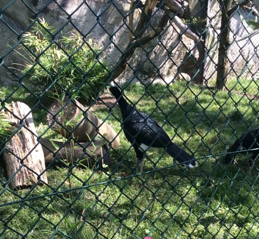 quel est cet oiseau ?