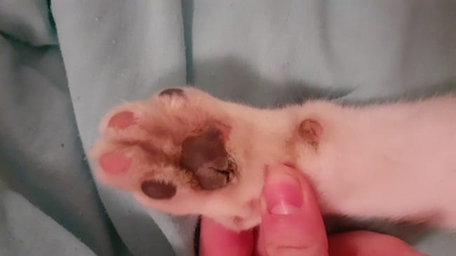 chat gercure au coussinet