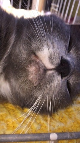 Mes chattes perd leurs poils au niveau de la lèvre inférieure