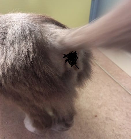 Grosse perte de poils au niveau du bas du dos de mon chat