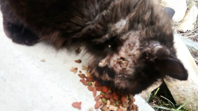 Chat errant avec joue pelée et trouée