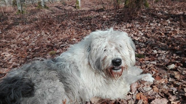 Cherche famille adoptive