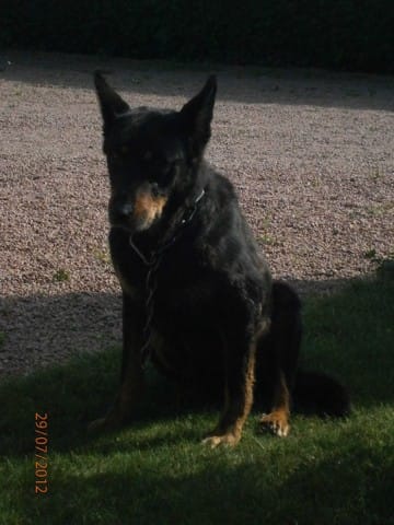 Croisé beauceron et......?