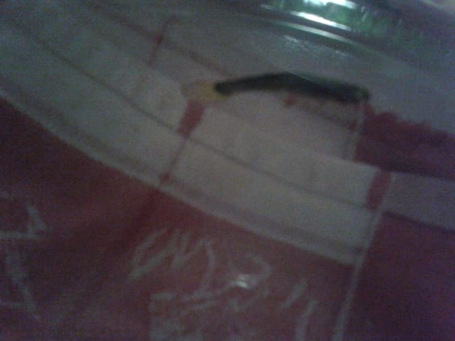 Poisson guppy femelle avec une grosse boule.