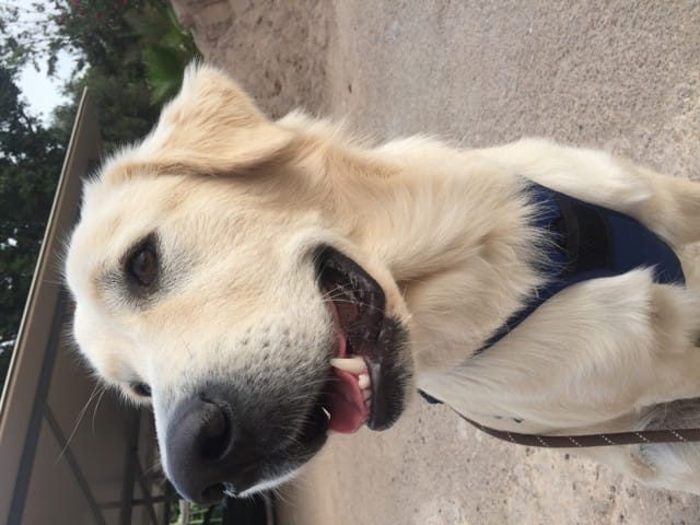 Envoyer moi des photos de vos chiens !!!!