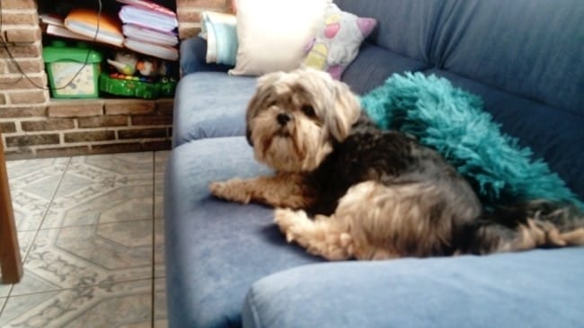 Mon chien marche sur trois pattes