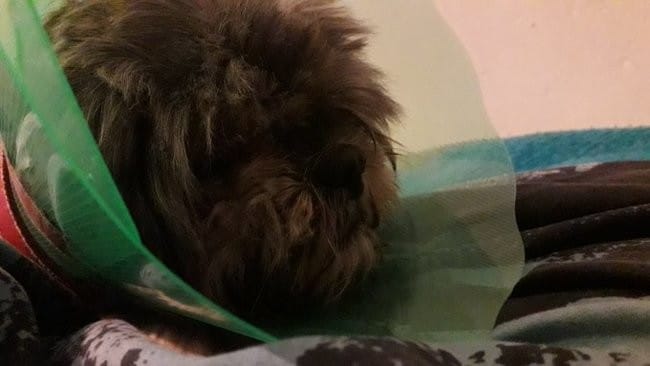 Plaques à sang sur le visage, expériences similaires ?