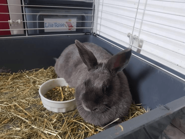 Sauvetage de lapin et premiers conseils