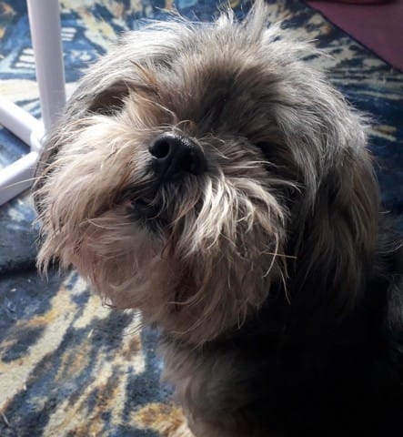 Quelques conseils pour un chien en insuffisance cardiaque