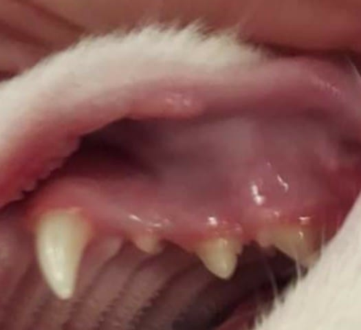Gencive chat