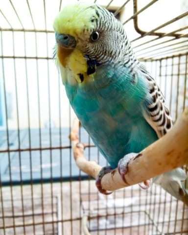 Mes vacances et ma perruche ?