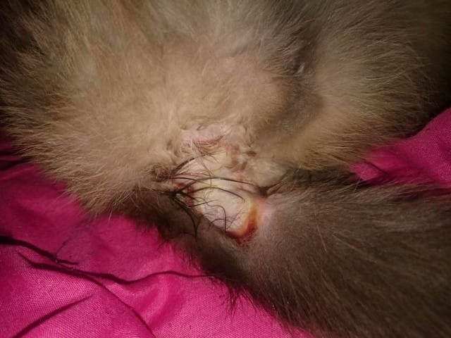 Mon chat perd ses poils à la queue et à des croûtes, besoin de conseil