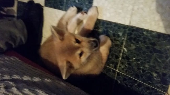 renseignements pour ma chienne Akita Inu