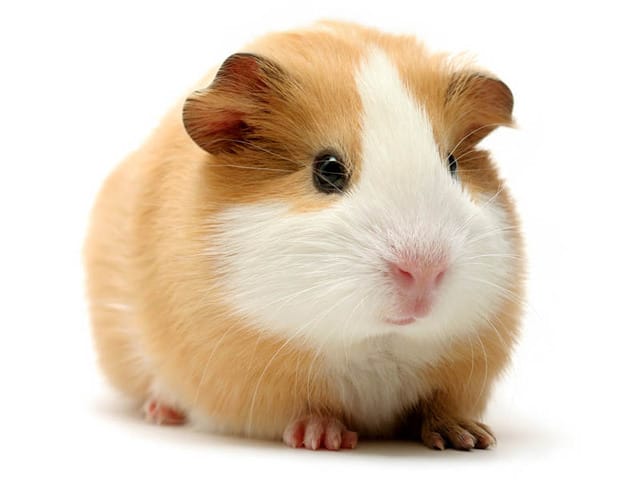 Tout sur les cochons d'inde