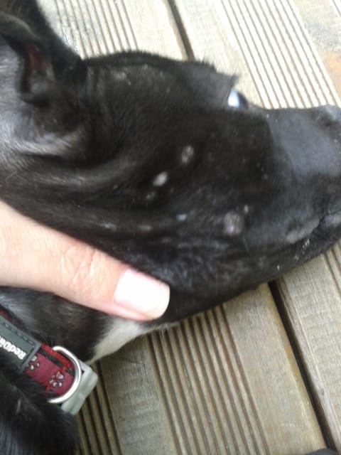 Kleine kahle Stellen im Fell