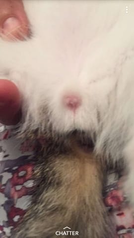Sexe de mon chaton