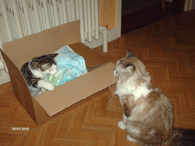 nourrir deux chats, un sport !