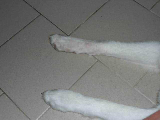 Pour parler du Berger Blanc Suisse