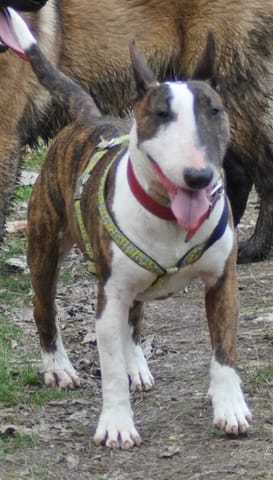 Perdu BULL TERRIER TOY à Louviers (27400)