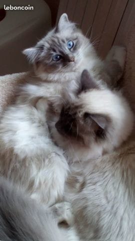 Croisement sacré de Birmanie