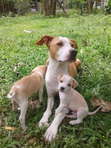 Rentrer du Bresil en France avec un croisé pitt bull