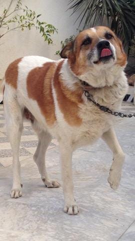 Je ne connais pas la race de mon chien !