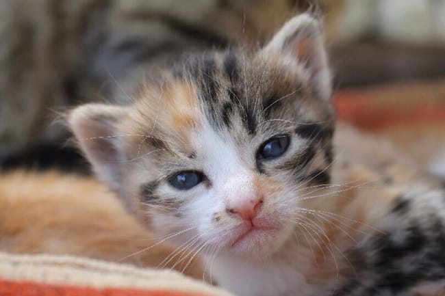 L'arrivée d'un chaton a la maison