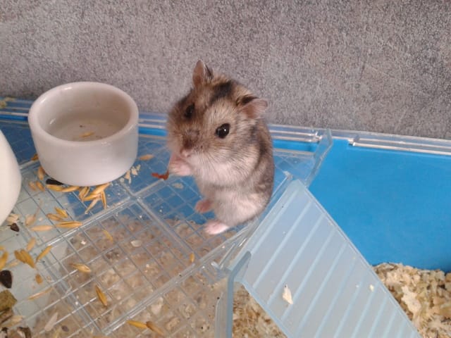 Questions hamster