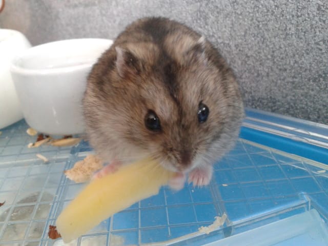 Le sommeil de mon hamster