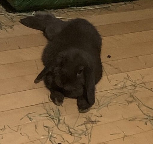 Lapine grosse ou gestante