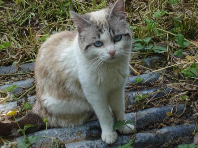 Minou manque à l'appel !