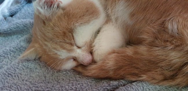Chat gros nez