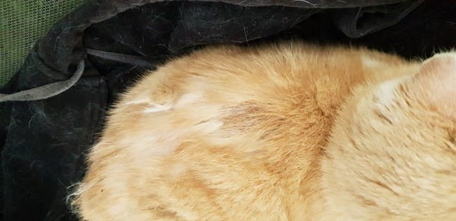 Une maladie de chat ?