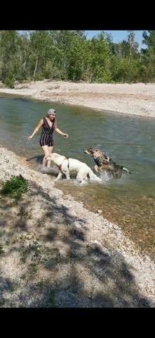 Mon chien loup grogne sur les invités