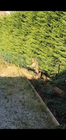 Quel est la race de ce chien?