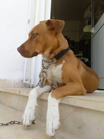 Chien Agressif après petite intervention chet le Vet