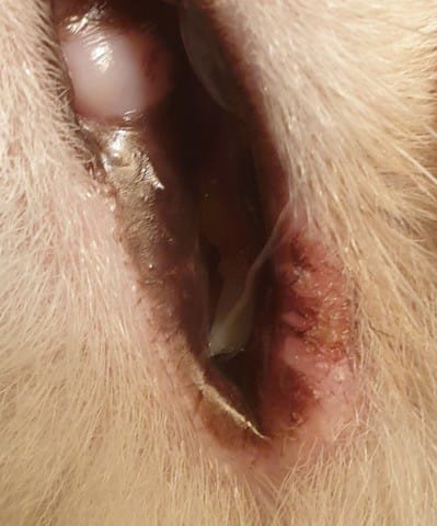 Lésion commissure labiale