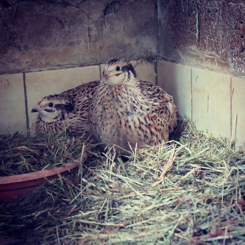 Mes cailles ne pondent pas...