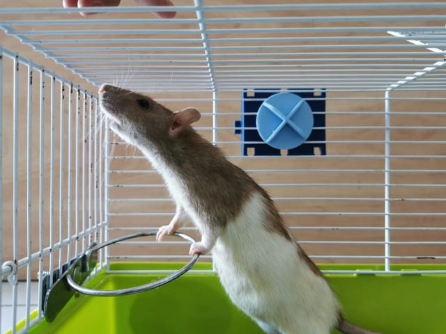 Ratte gestante