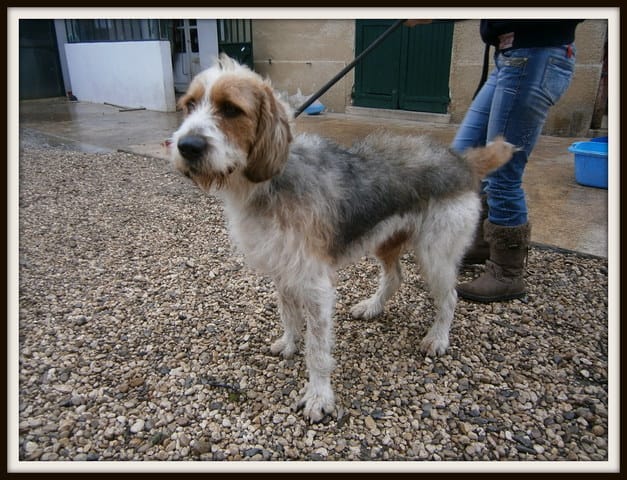 SWANNY ,gentil chiende 3 ans , en refuge depuis plus d'un an ...à adopter (26)