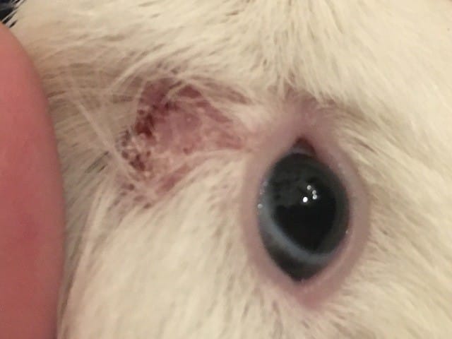 Plaie au dessus de l’oeil