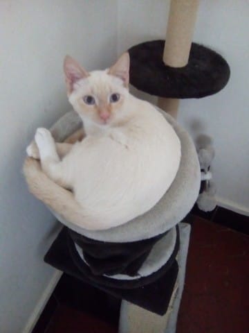 chaton blanc devient magnifique