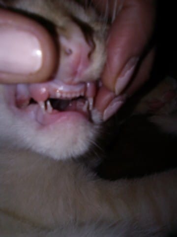 Estimer âge chaton