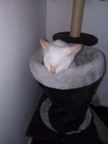 Parlons siamois !!!!