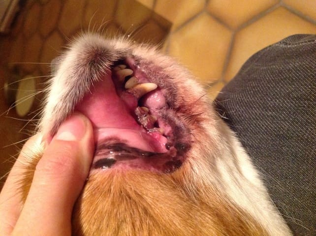 Mon chien à un gros problème de dents !