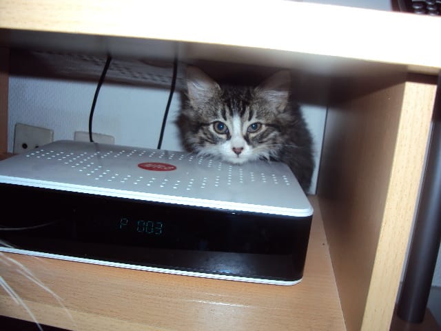 Ma petite chatte nous a quittés à même pas 3 mois !