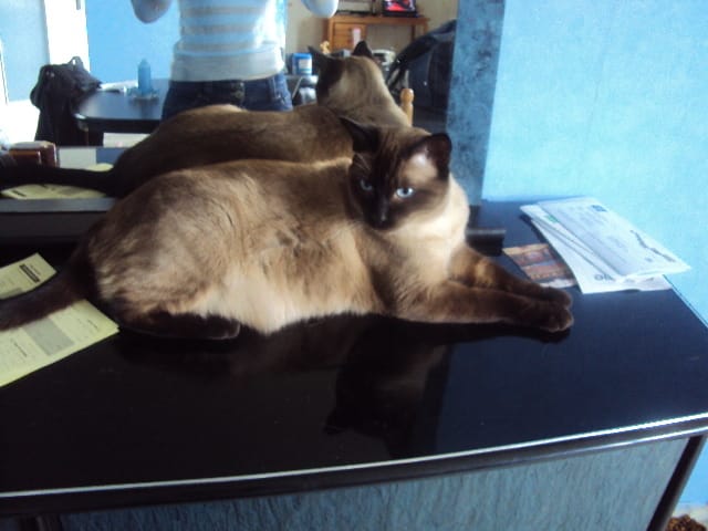 poid de mon siamois