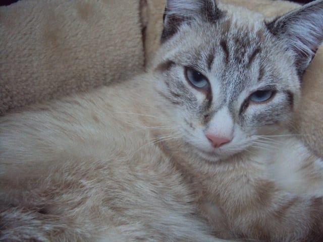 sniff pepyto a disparu sans laisser de trace