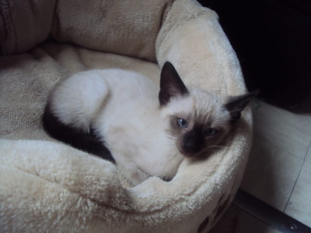 voici Kimy